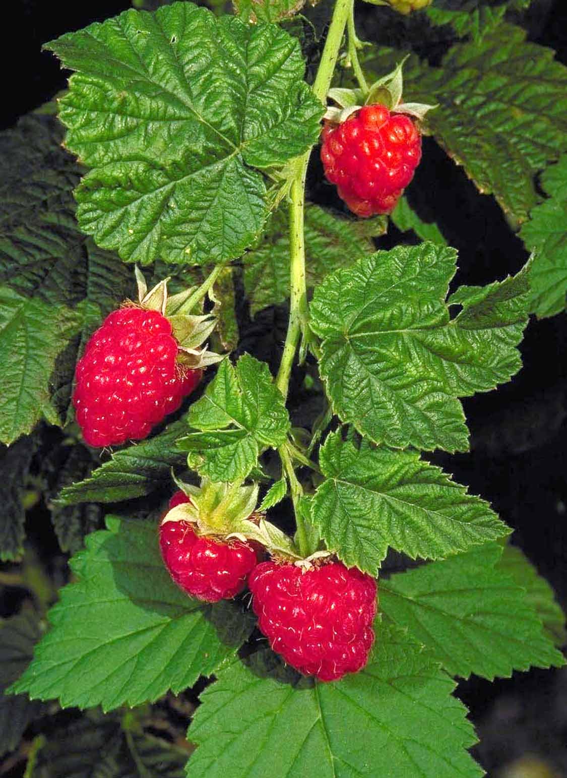 raspberry-canby-monrovia-1