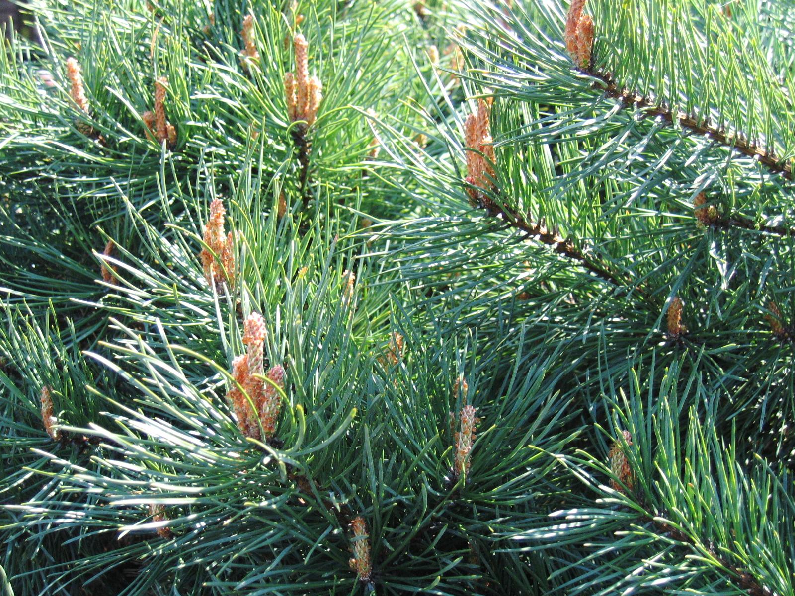 Scotch Pine
