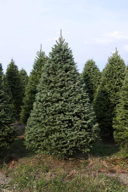 Frasier Fir